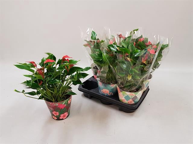 Anthurium Trillions Red 14Ø 50cm 6fl