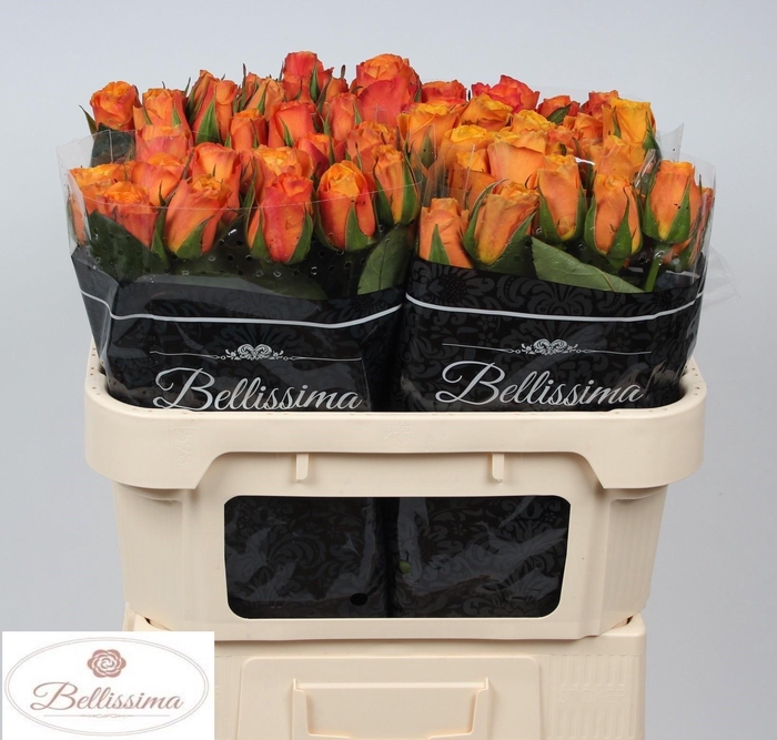 <h4>R GR CONFIDENTIAL</h4>