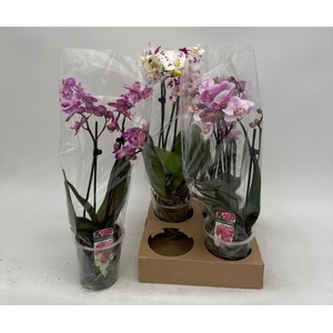 PHAL GEM