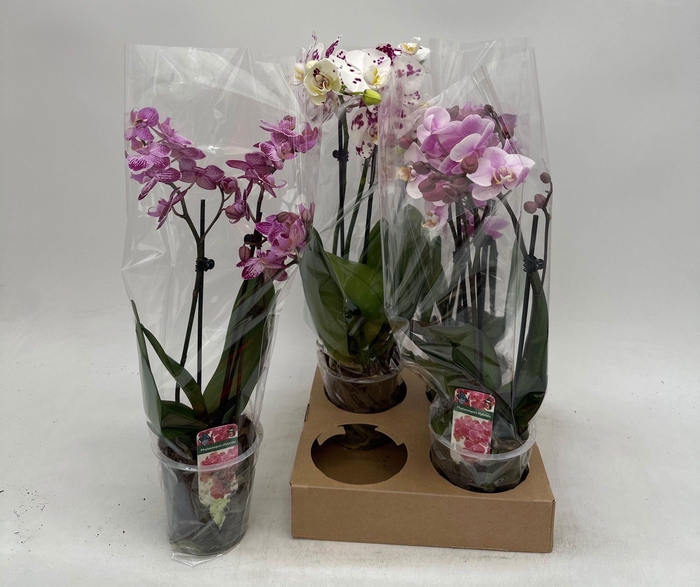 <h4>PHAL GEM</h4>