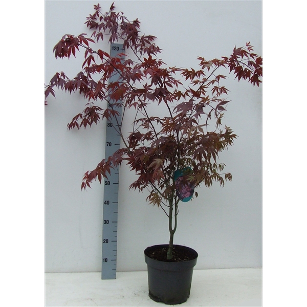 <h4>Acer palmatum 'Atropurpureum' P26 Full CC</h4>