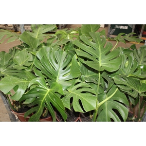 MONSTERA DELICIOSA P23