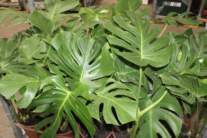 <h4>MONSTERA DELICIOSA P23</h4>