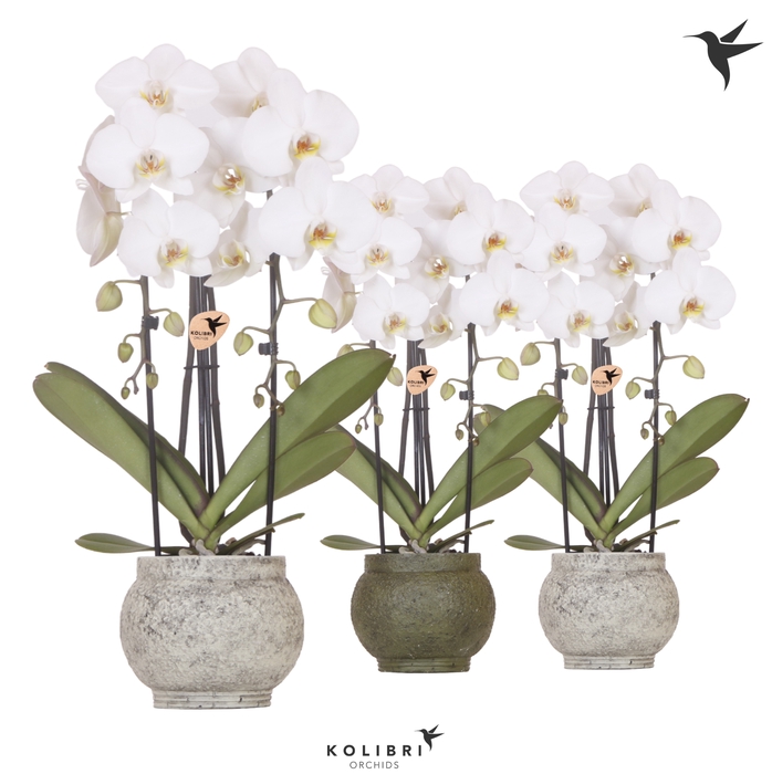 <h4>Phal Casc Kolibri Wit 2 Tak Keramiek Ancient Green</h4>