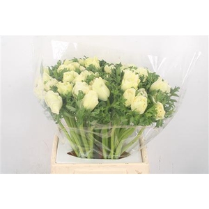 Anem Mistral White Super