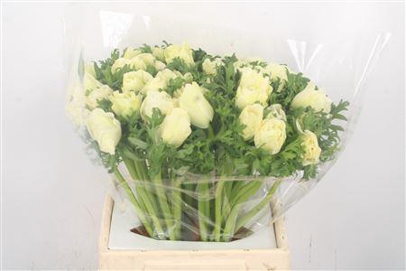 <h4>Anem Mistral White Super</h4>