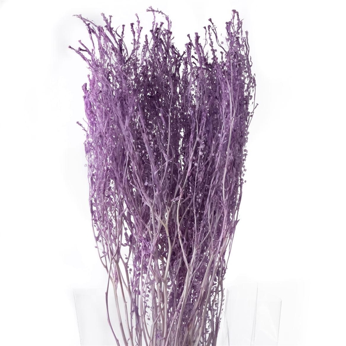 <h4>Thlaspi Preserved Baby Light Violet</h4>