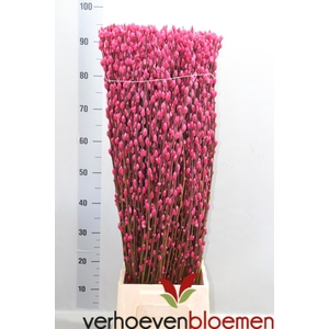 SALIX  SN FLA KLB H%