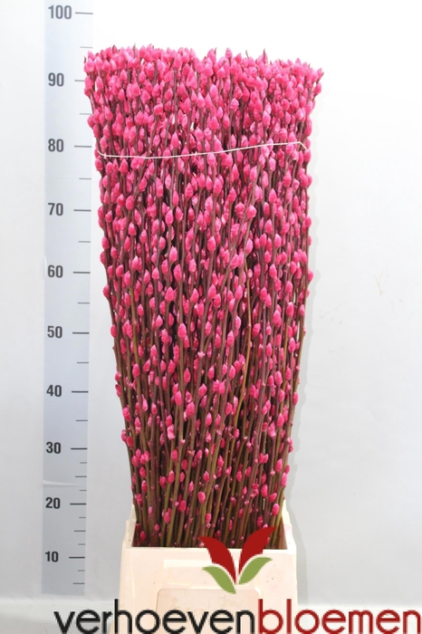 <h4>SALIX  SN FLA KLB H%</h4>