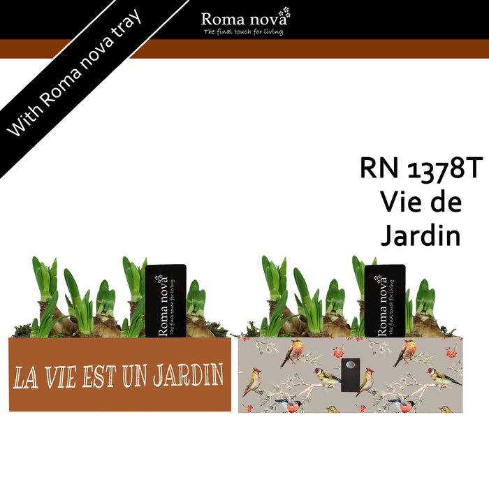 <h4>Narcis Rom 1378T Vie de Jardin</h4>