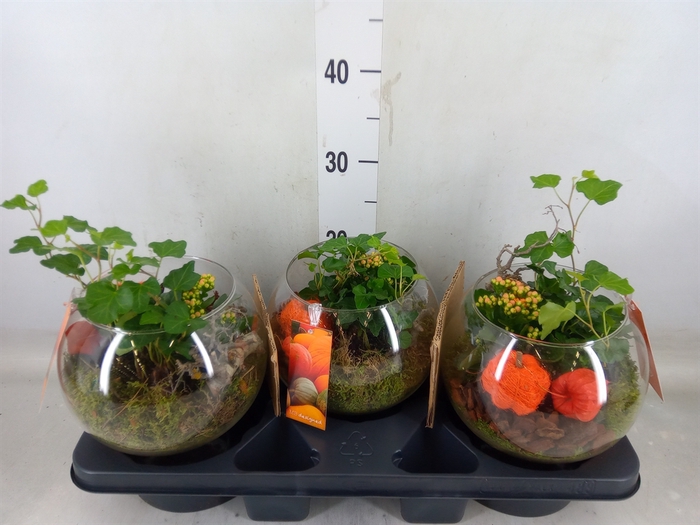 <h4>Planten  ..in schaal L%</h4>