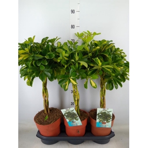 Schefflera arbor. 'Gold Capella'