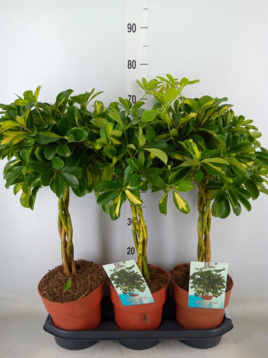 <h4>Schefflera arbor. 'Gold Capella'</h4>