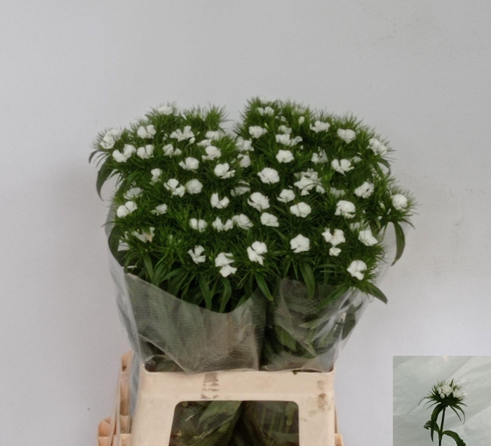 <h4>DI BARB S WILL WHITE</h4>