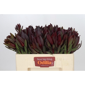 Leucadendron Saf Sunset Dark R.