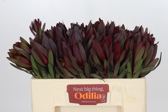 <h4>Leucadendron Saf Sunset Dark R.</h4>