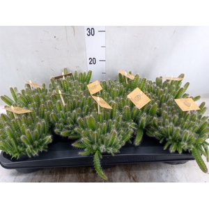Hylocereus undatus