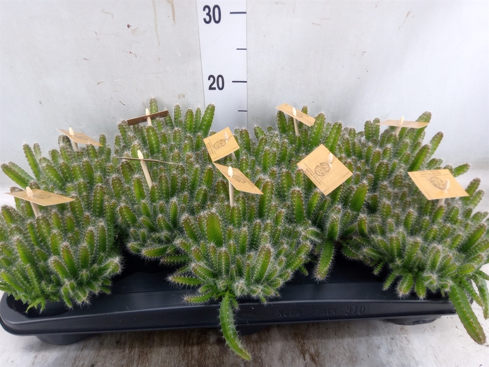 <h4>Hylocereus undatus</h4>