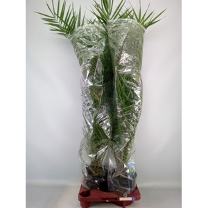 Phoenix canariensis