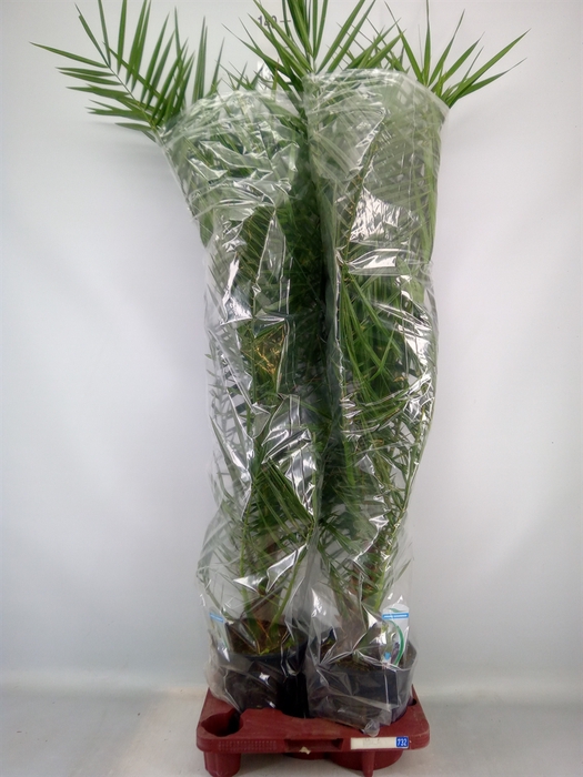<h4>Phoenix canariensis</h4>