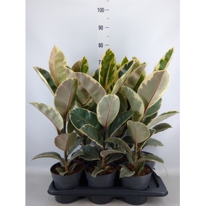 Ficus elastica 'Tineke'