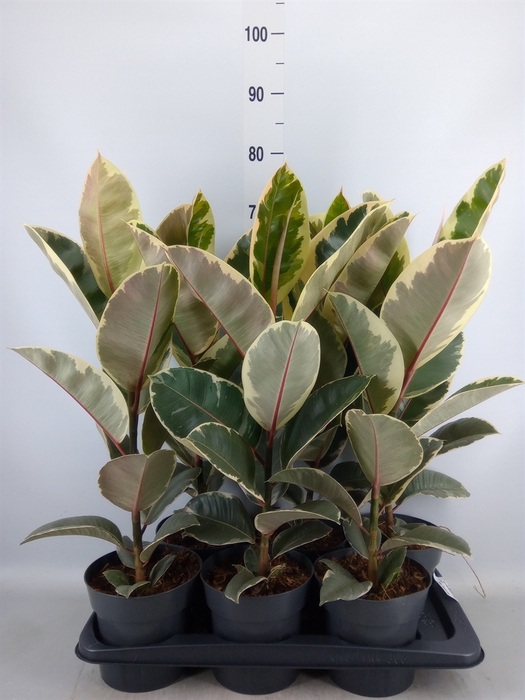 <h4>Ficus elastica 'Tineke'</h4>