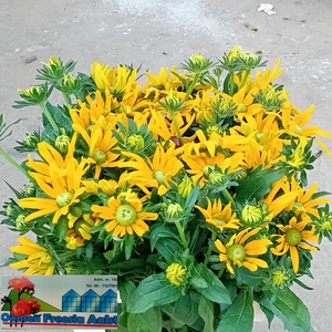 RUDBECKIA OV