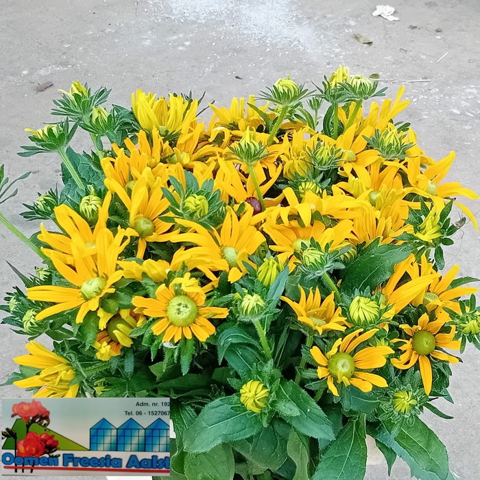 <h4>RUDBECKIA OV</h4>