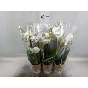 Phalaenopsis multi. 'Ant Zurich'