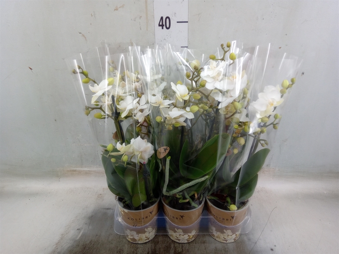 <h4>Phalaenopsis multi. 'Ant Zurich'</h4>