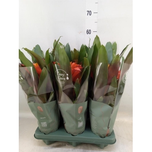 Guzmania  'Fiero Orange'