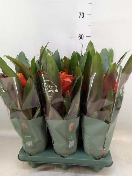<h4>Guzmania  'Fiero Orange'</h4>