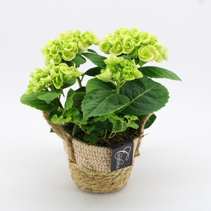 KHCR-2401W Hydrangea creatie