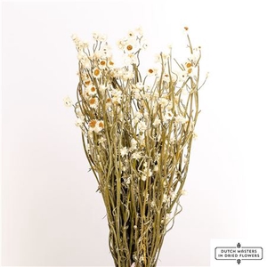 Dried Ammobium Natural Bunch Poly