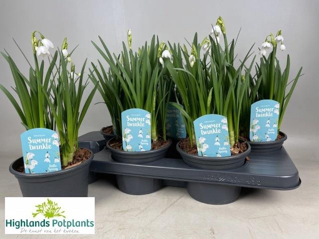 <h4>LEUCOJ AESTIVUM</h4>