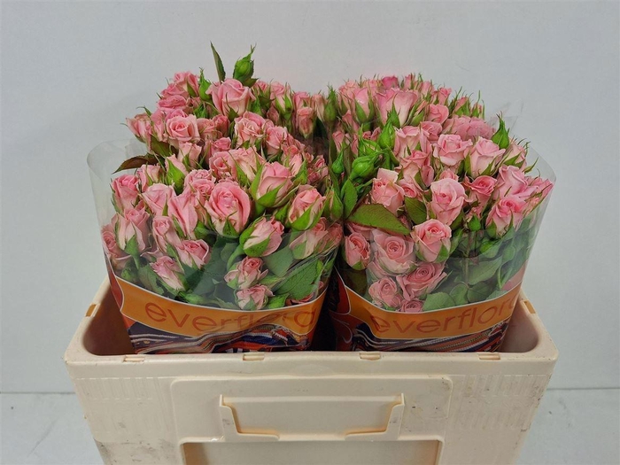 <h4>R TR ODILIA</h4>