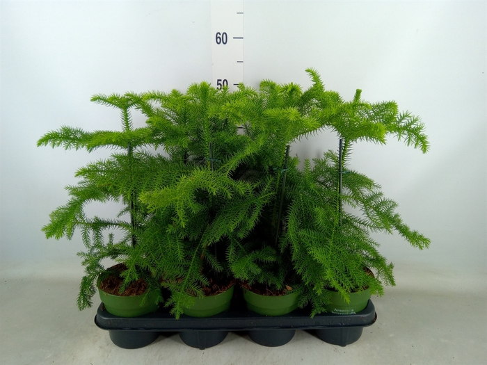 <h4>Araucaria heterophylla</h4>