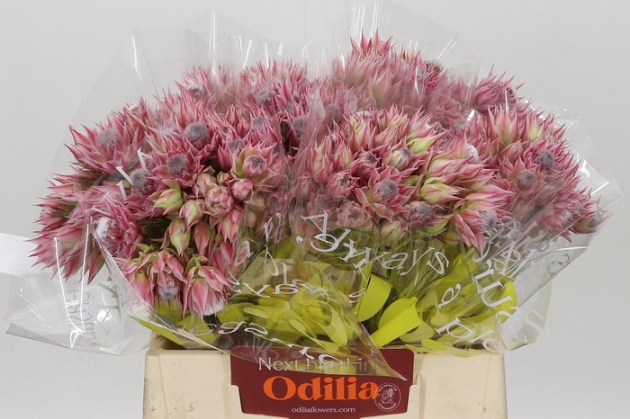 <h4>Blushing Bride Pink 2/5 Flowers</h4>