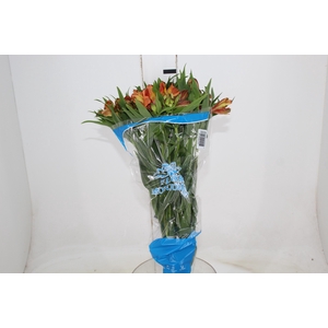 ALSTROEMERIA CHEERIO 080 CM