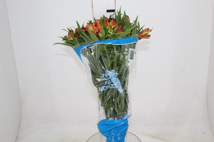 <h4>ALSTROEMERIA CHEERIO 080 CM</h4>