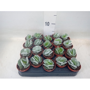Cotyledon undulata