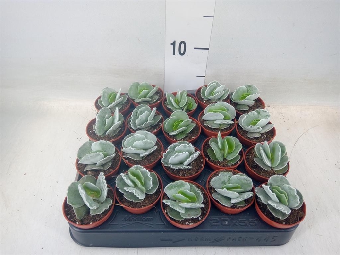 <h4>Cotyledon undulata</h4>