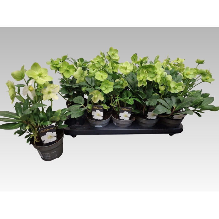 <h4>Helleborus niger Christmas Carol 12Ø 28cm 6fl</h4>