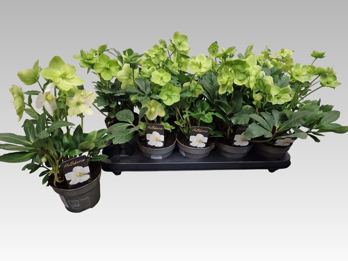 Helleborus niger Christmas Carol 12Ø 28cm 6fl