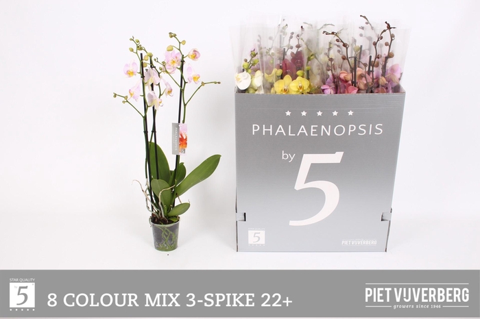 <h4>PHAL GEM 8 KL</h4>