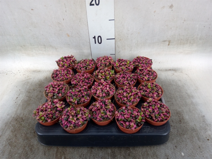 <h4>Succulents   ...</h4>