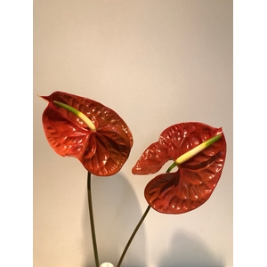 Anthurium Showtime Brown