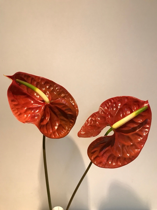 <h4>Anthurium Showtime Brown</h4>