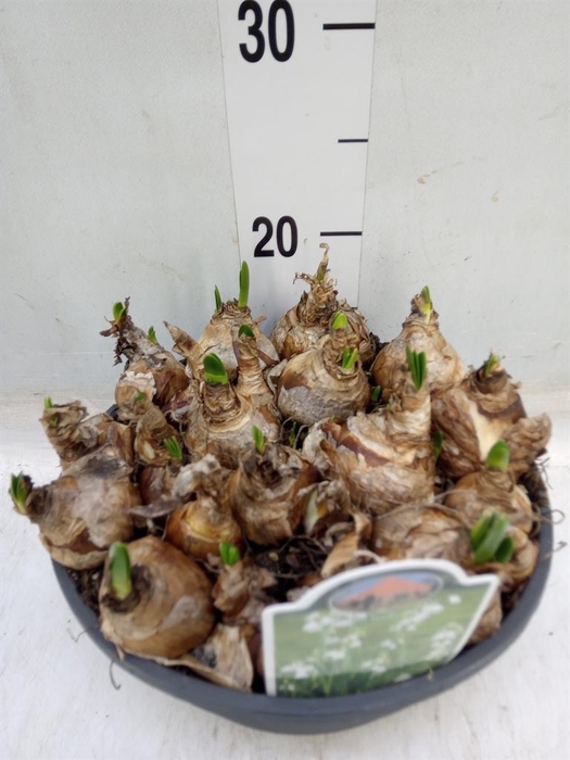 <h4>Leucojum aestivum</h4>