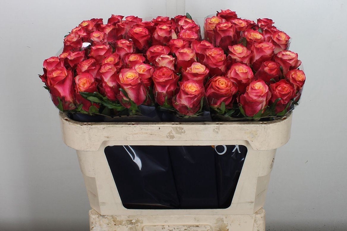 <h4>Rosa GR 'Mai Tai'</h4>